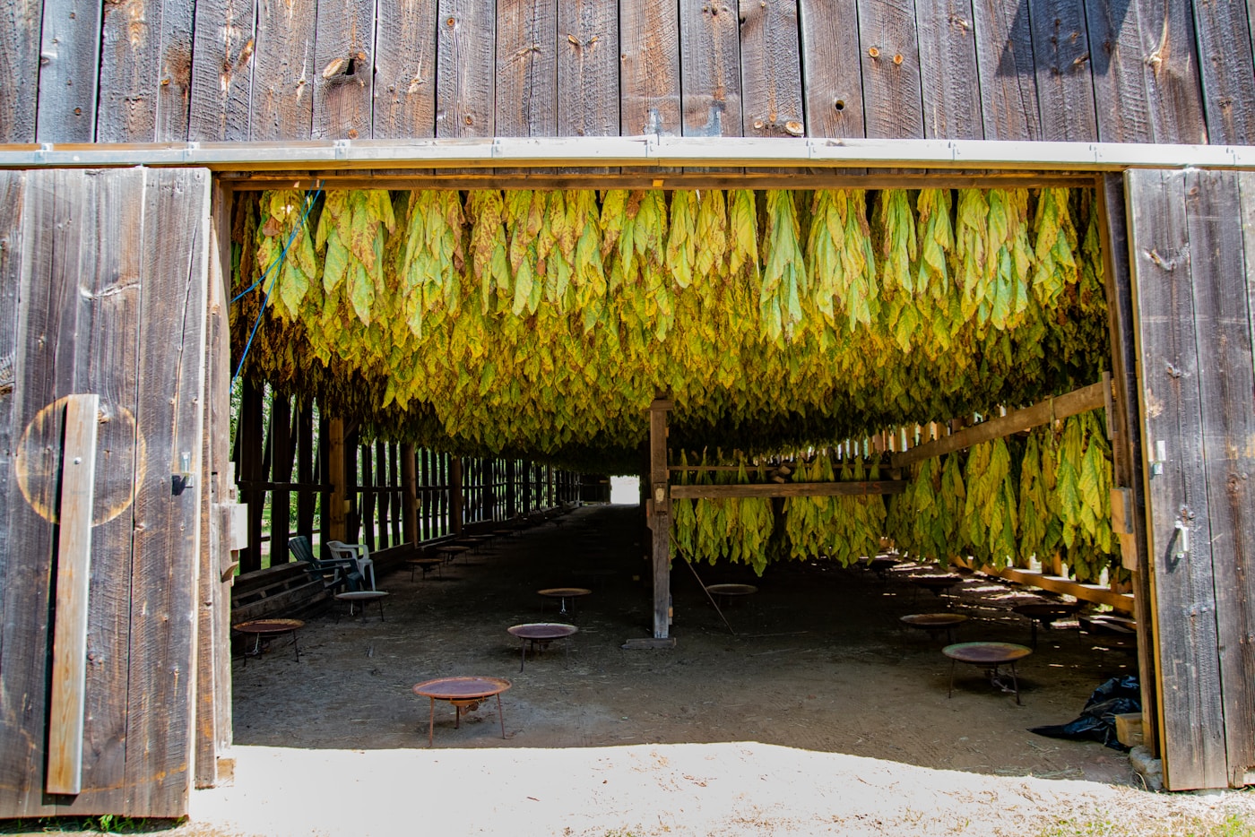 Interior of a wooden curing barn with rows of tobacco hanging to cure