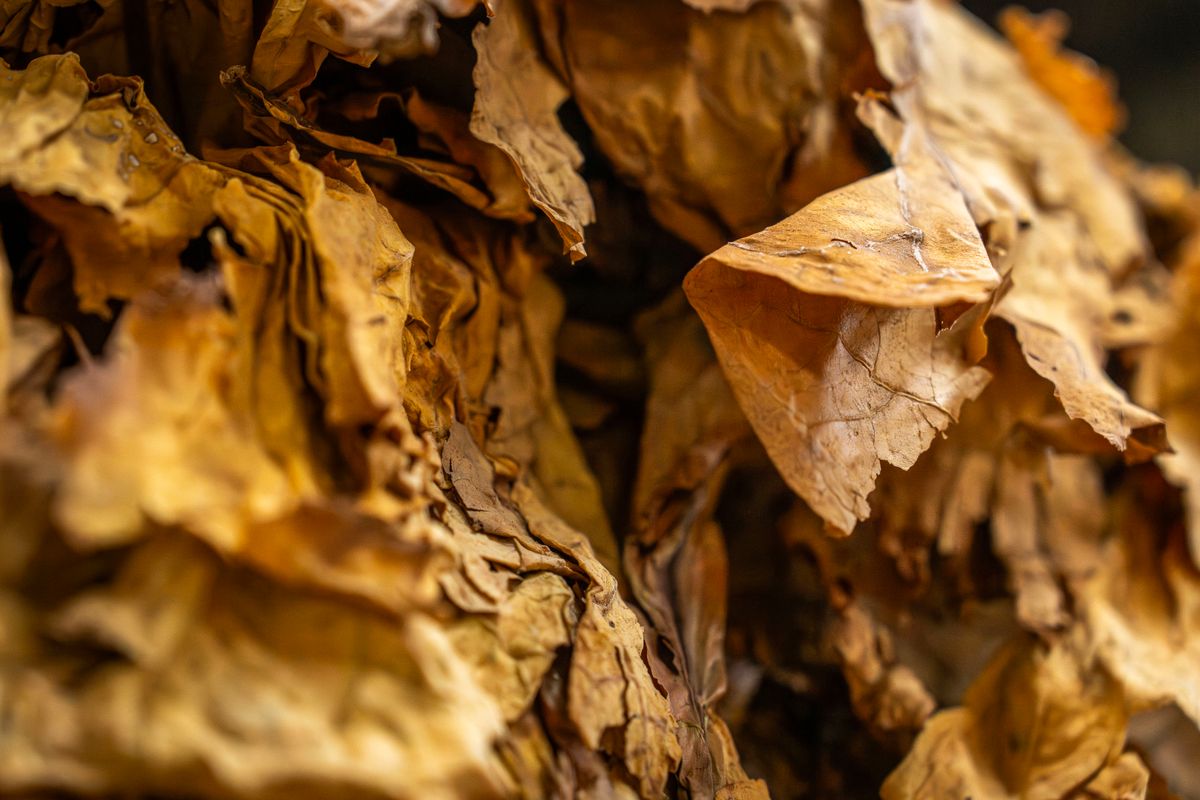 Bright golden flue-cured Virginia tobacco leaves