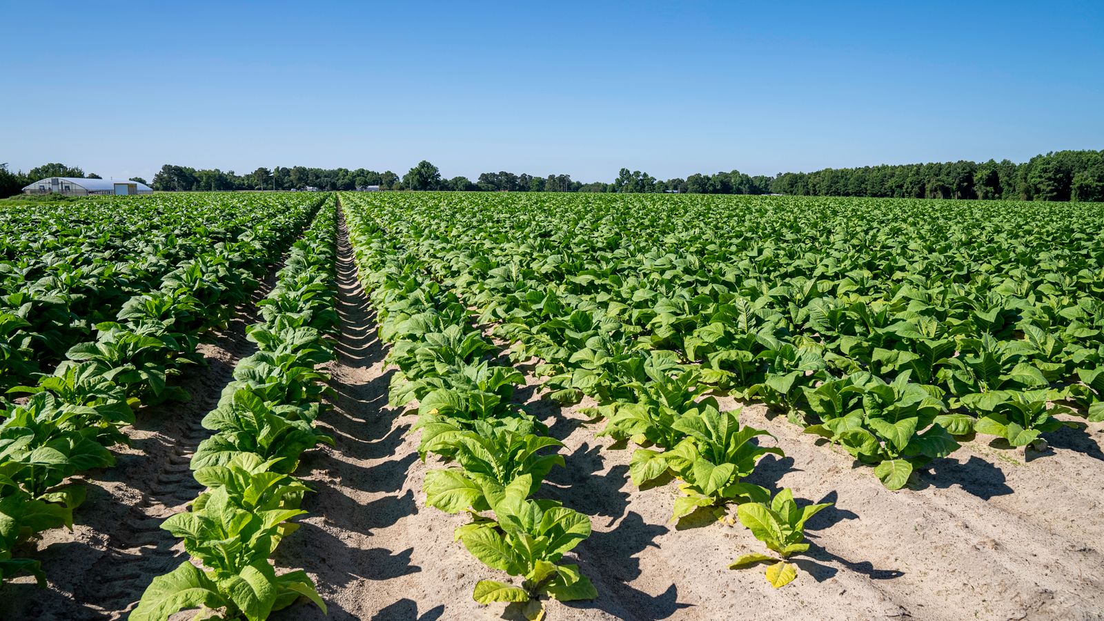 Neat rows of green tobacco plants running toward the horizon on a contracted grower's farm under a clear sky